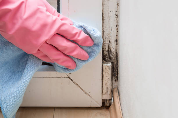 Best Mold Remediation for Specific Building Types in Williamsport, IN